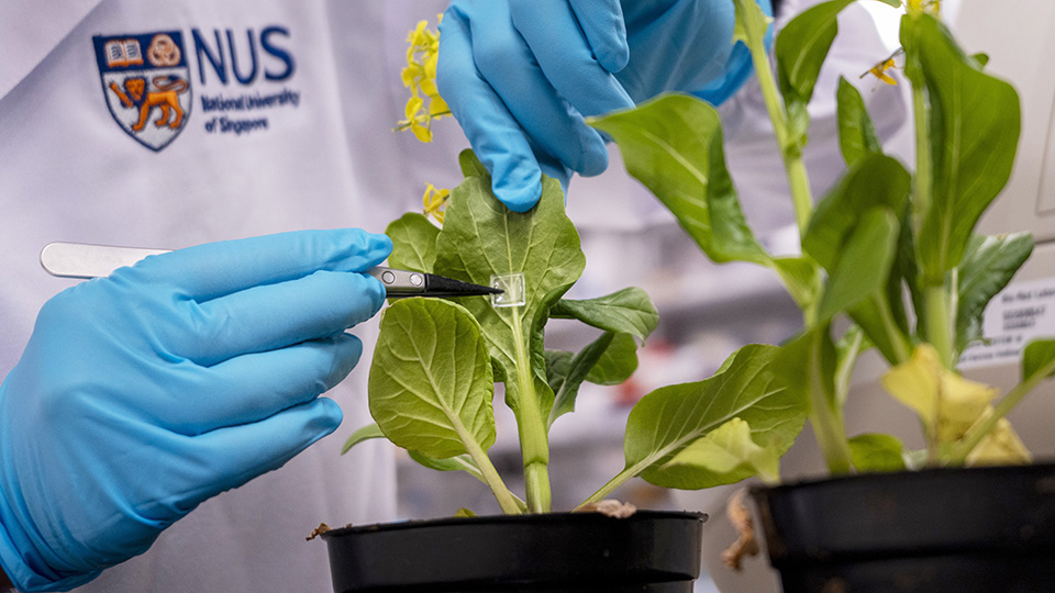 NUS scientists create microneedle system to deliver biofertiliser directly into plants, boosting growth with less waste